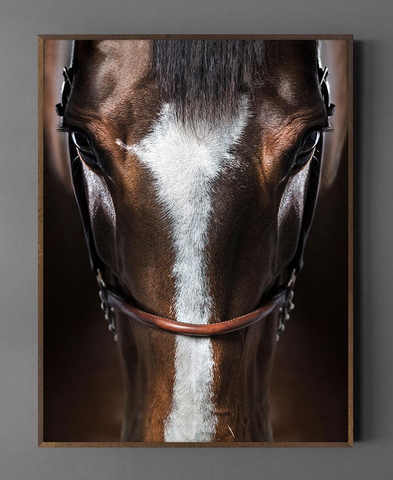The photographic work of Raphael Macek offers profound meditation on the timeless bond between humans and horses. With exceptional sensitivity, Macek captures the equine form as both subject and metaphor, an embodiment of strength, grace, and