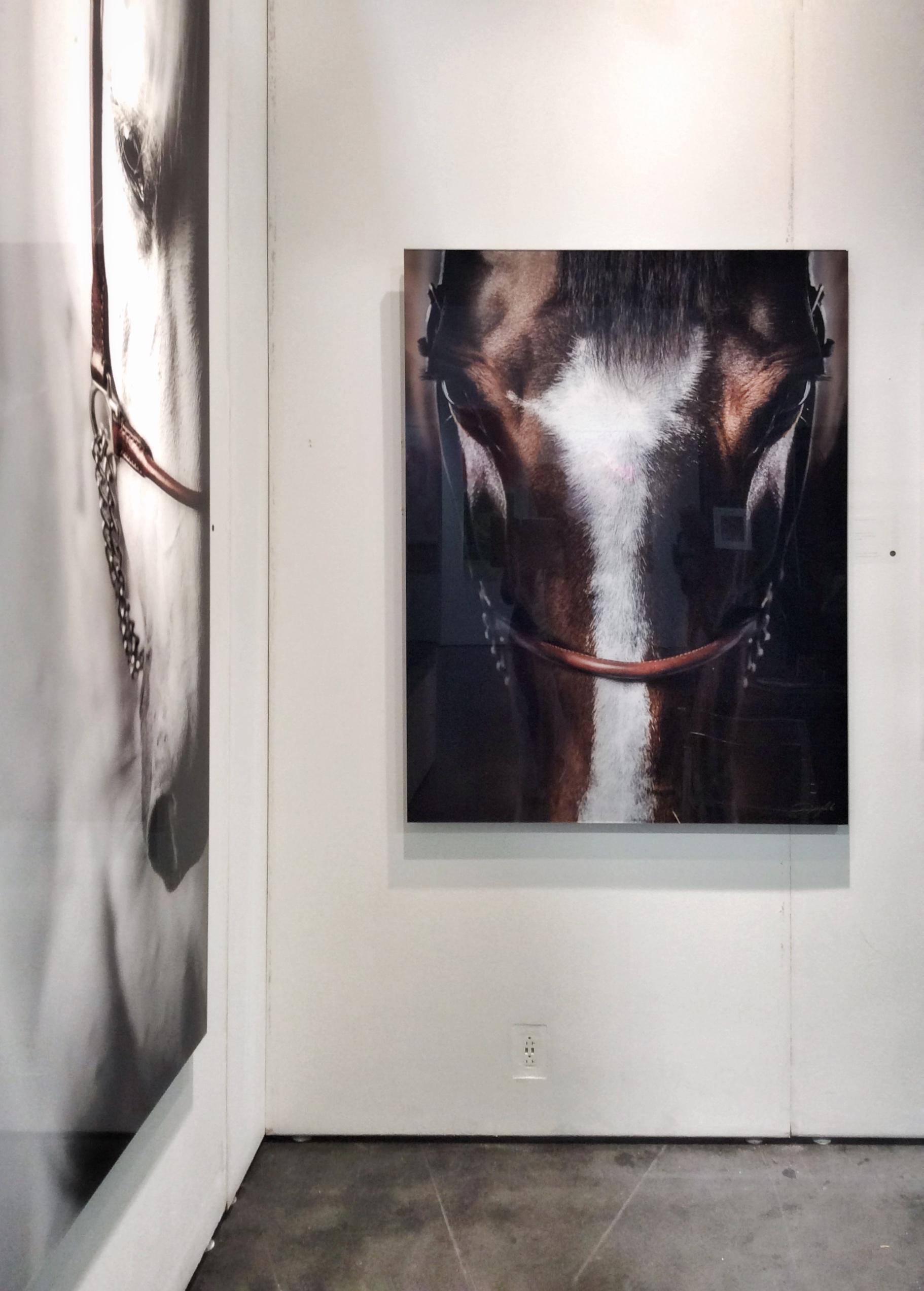 Immersion - Horse Portrait Fine Art Photography For Sale 1