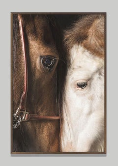 Maternum, Retrato de caballo, Fotografía ecuestre