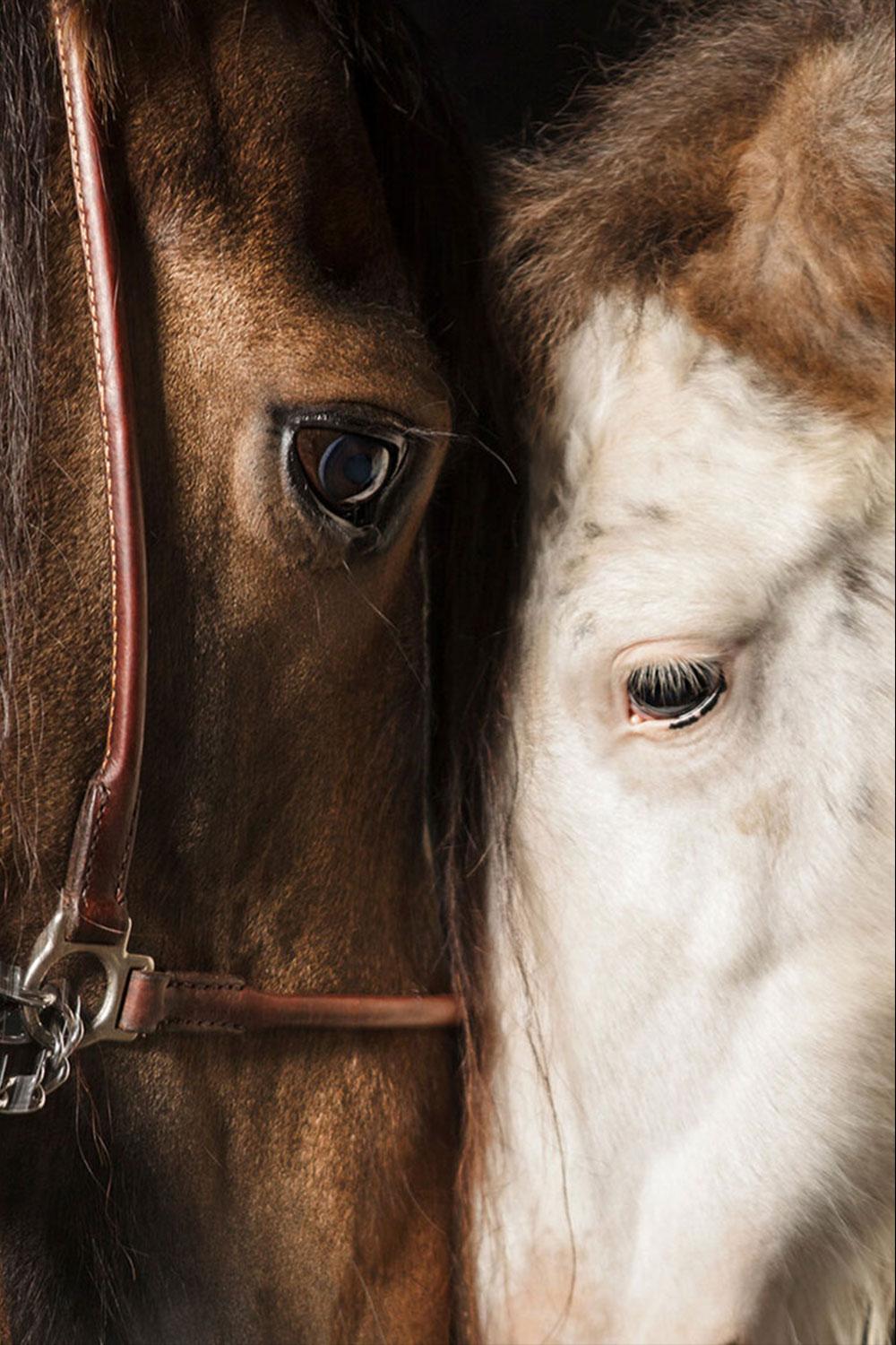 Maternum, Portrait de cheval, Photographie équestre