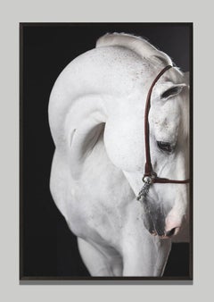 Miranti, Horse Portrait, Equestrian Photography