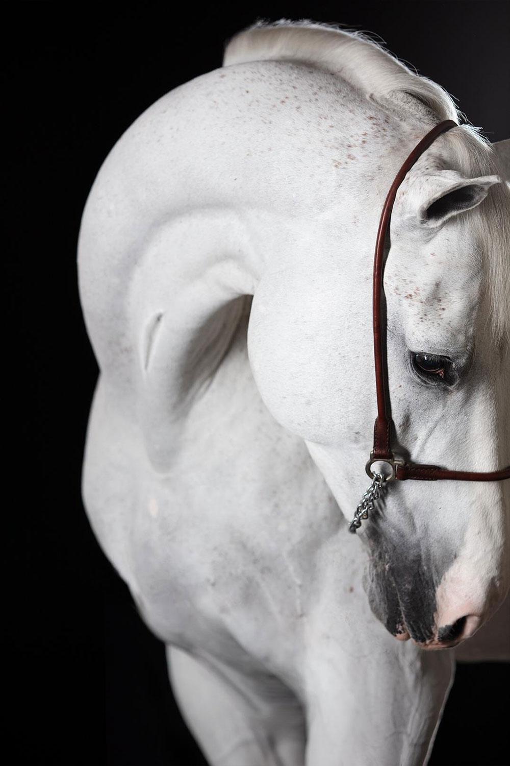 Miranti, Portrait de cheval, Photographie équestre