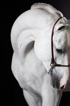Miranti, Horse Portrait, Equestrian Photography