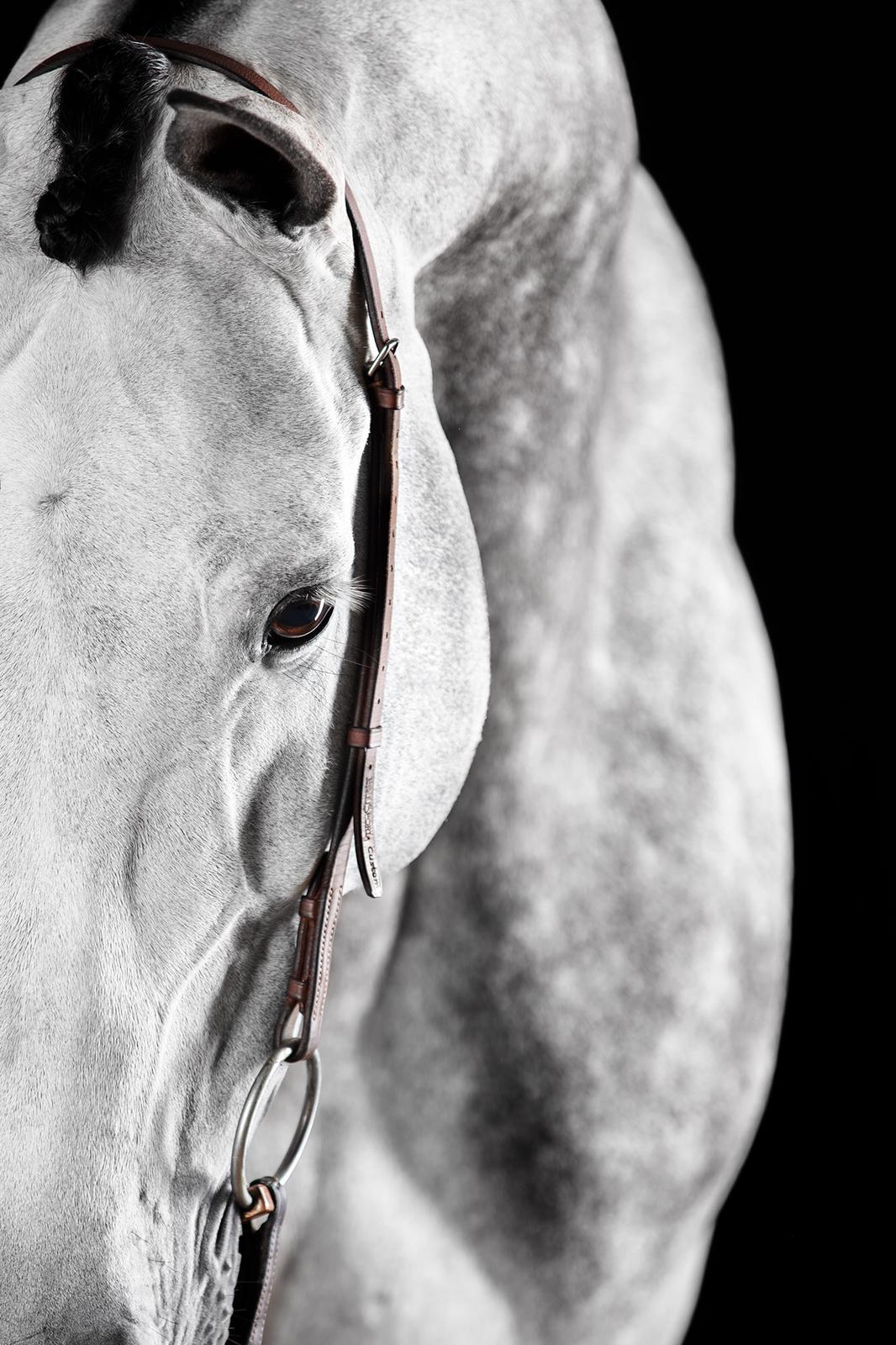 Raphael Macek Portrait Photograph – Miranti (Horsenporträt, Equine Schönheit)