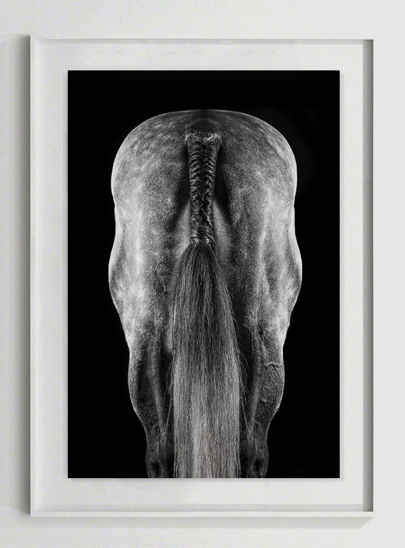 Raphael Macek Animal Print - Motif, Afresco, Horse Portrait
