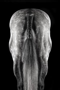 Motif, Portrait de cheval, Photographie équestre