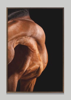 Music, Horse Portrait, Equestrian Photography