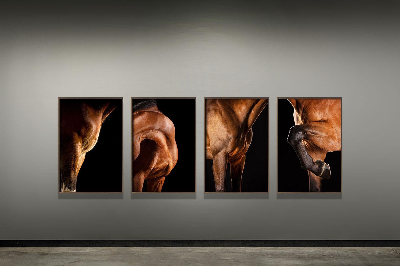 Ornate, Afresco, Horse Portrait - Photograph by Raphael Macek