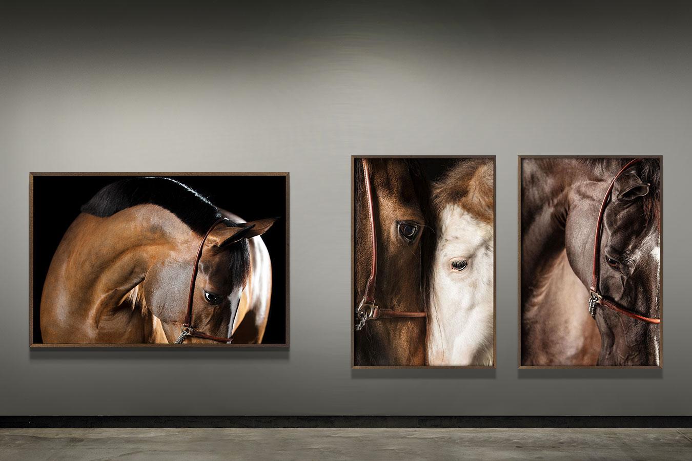 Ornato, afresco, ritratto di cavallo - Photograph Contemporaneo di Raphael Macek