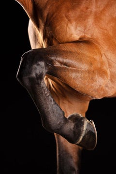 Orné, Afresco, Portrait de cheval