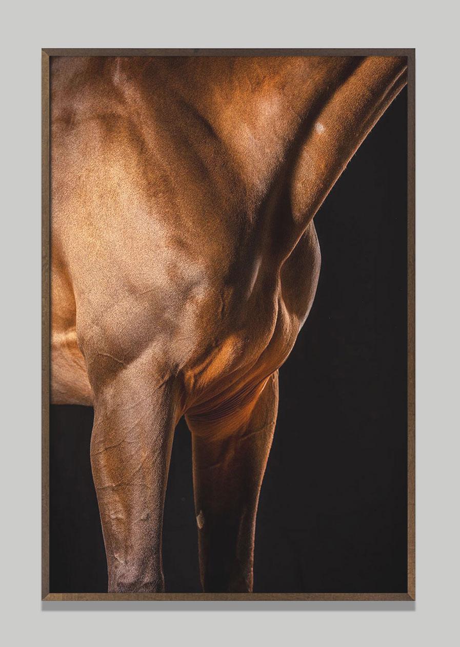 Raphael Macek Animal Print - Ornate II, Afresco, Horse Portrait