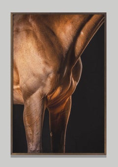 Ornate II, Afresco, Horse Portrait