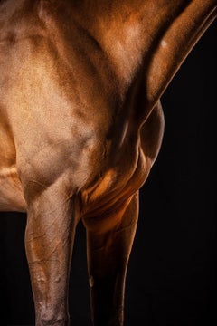 Orné II, Portrait de cheval, Photographie équestre