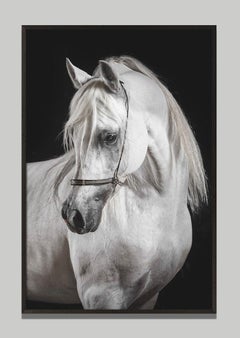 Perfera, Horse Portrait, Equestrian Photography