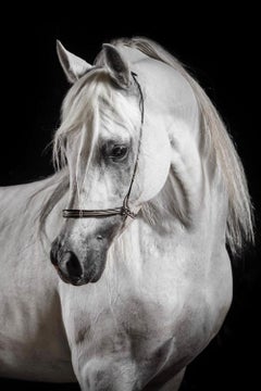 Perfera, Horse Portrait, Equestrian Photography
