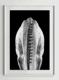 Raphael Macek - Afresco (Horse Portrait, Afresco series)