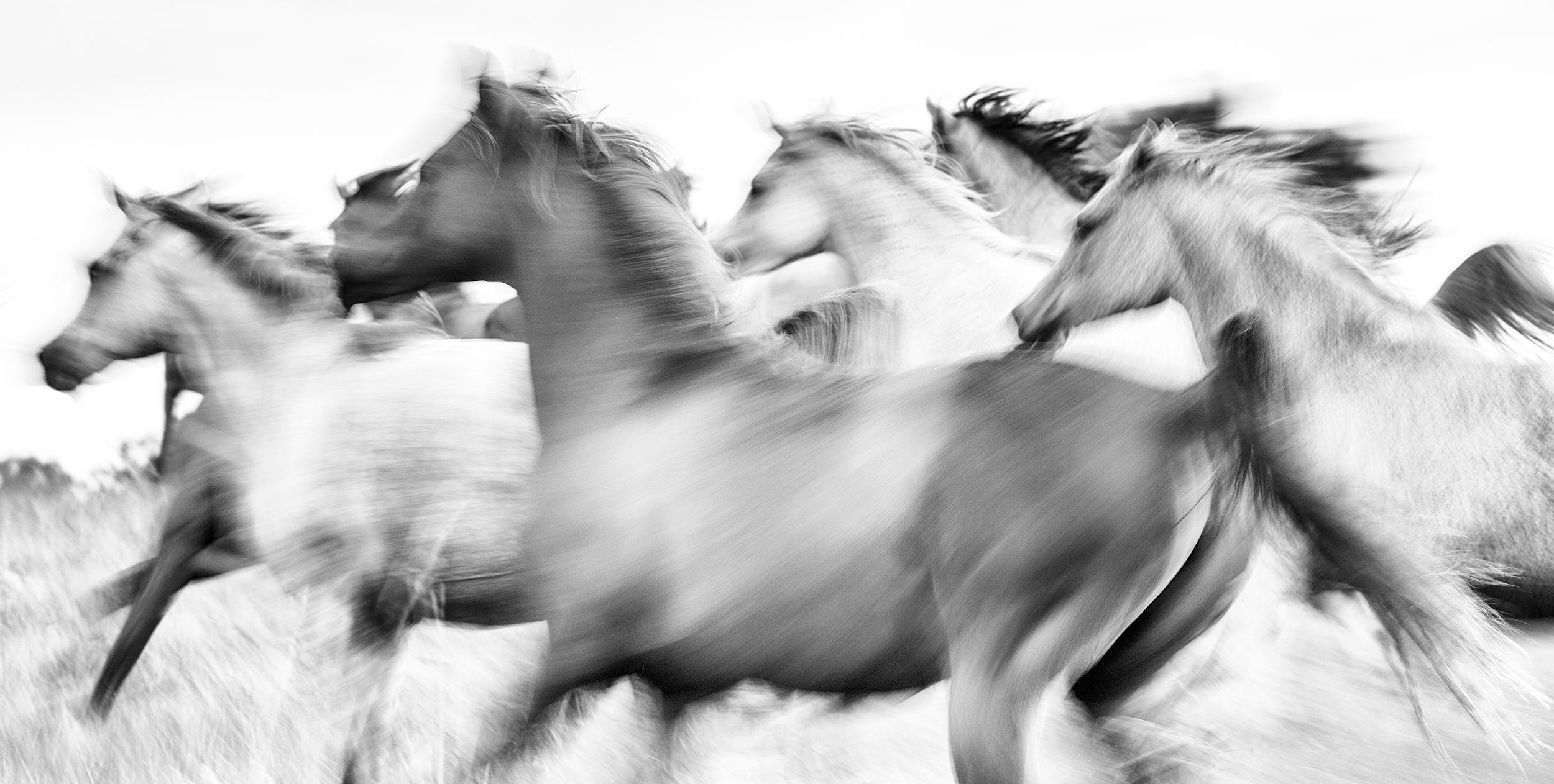 Impression pigmentaire d'archives sous verre acrylique
Edition de 15

"Les chevaux suscitent la passion, inspirent le respect et ont influencé l'histoire de l'humanité comme aucun autre animal. Ces créatures uniques représentent la force, la fierté