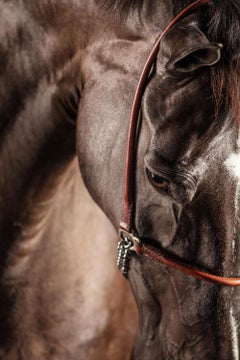 Raphael Macek - Volent IV (Horse Portrait, Afresco series)