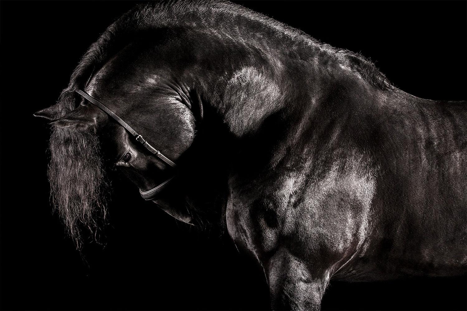 Raphael Macek Portrait Photograph – Reverentia