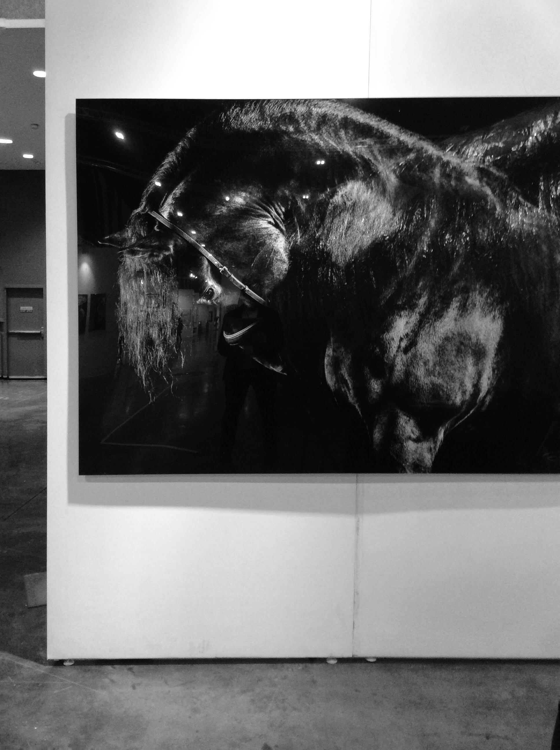 Reverentia, Netherlands, Horse Portrait, Equine Beauty - Photograph by Raphael Macek