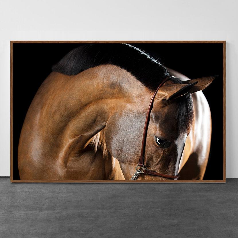 Serenitas, Pferdeporträt, Equine-Schönheit (Schwarz), Portrait Photograph, von Raphael Macek