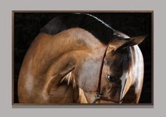 Retrato de caballo Serenitas