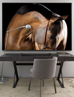 Serenitas, Horse Portrait, Equine Beauty