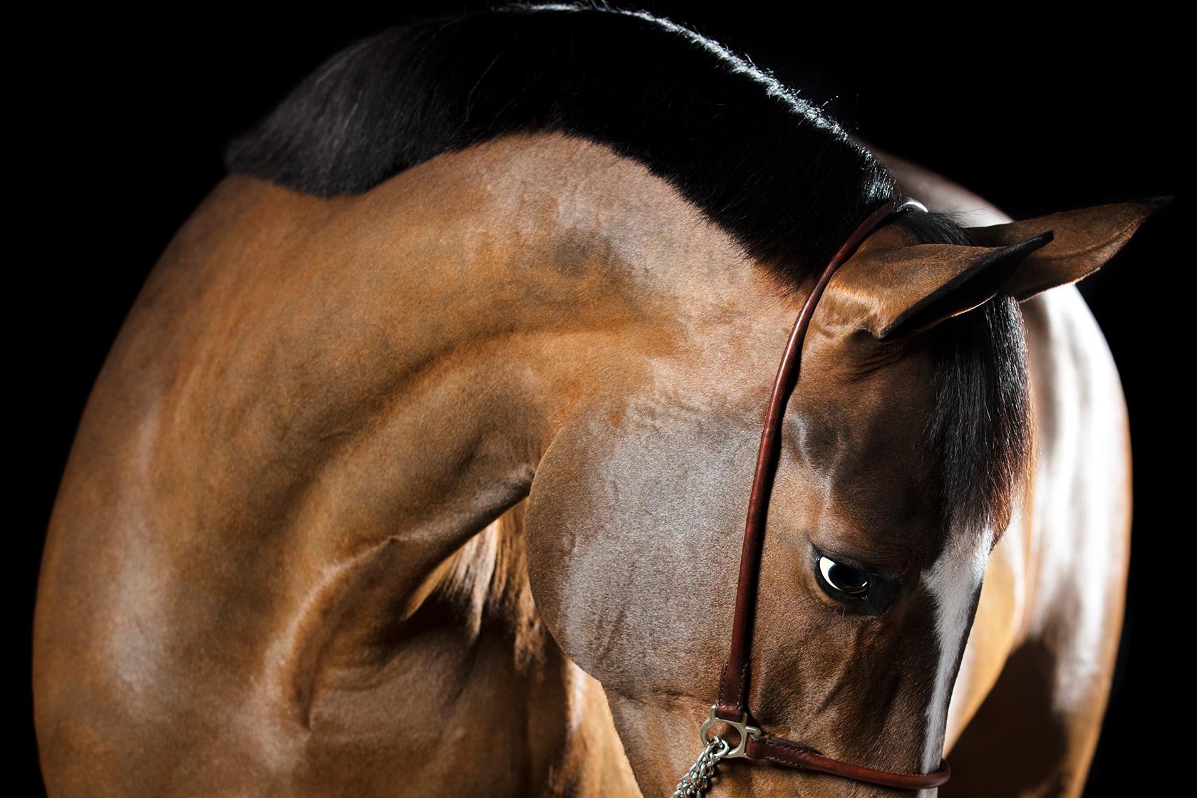 Raphael Macek Portrait Photograph – Serenitas, Pferdeporträt, Equine-Schönheit