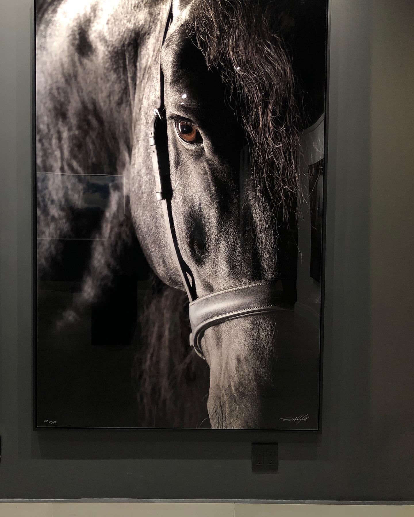 Utilita I, Wellington, United States, Horse Portrait, Equine Beauty - Photograph by Raphael Macek