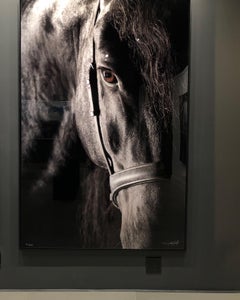Utilita I, Wellington, États-Unis, portrait de cheval, beauté d'équitation
