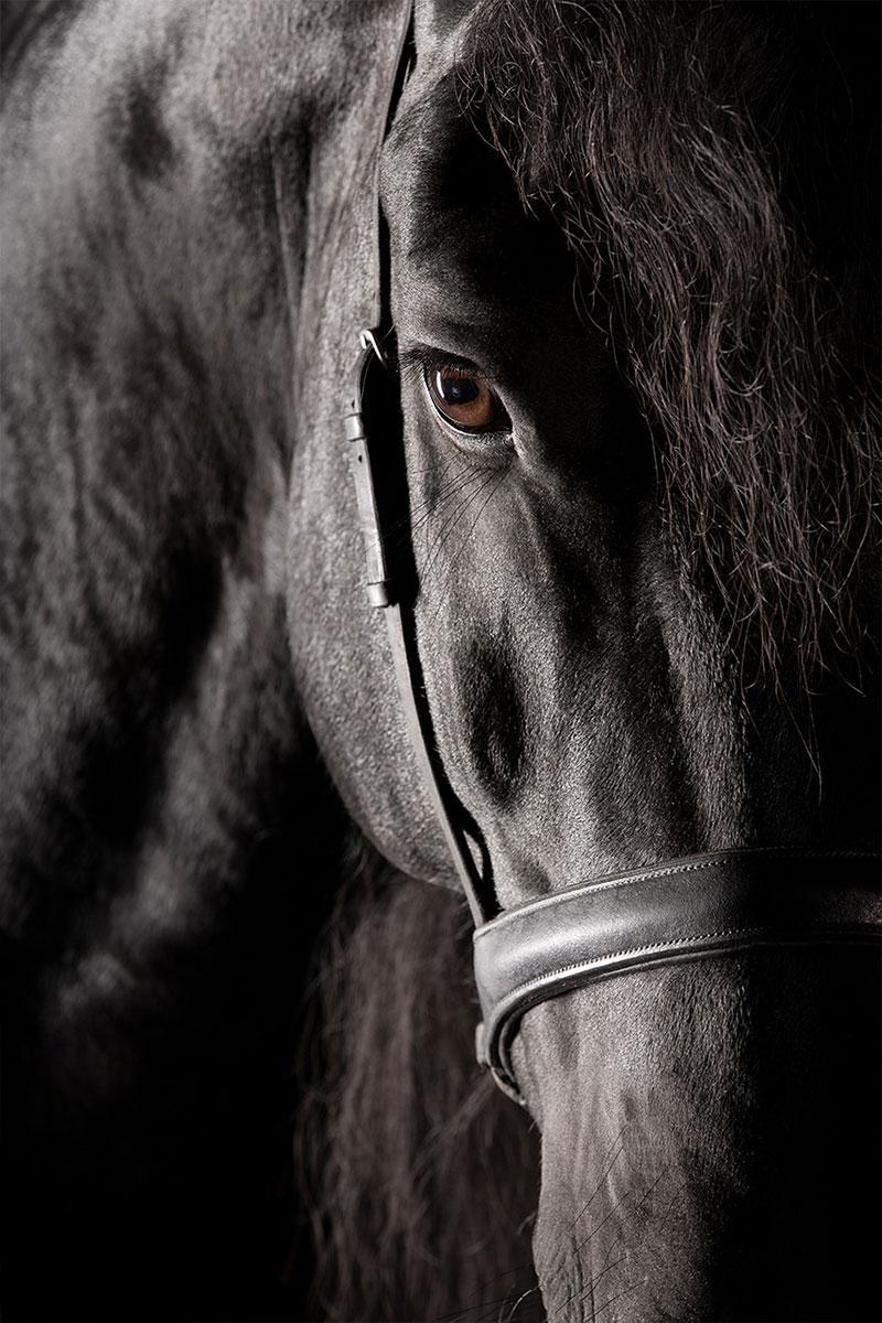 Raphael Macek Portrait Photograph - Utilita I, Wellington, United States, Horse Portrait, Equine Beauty