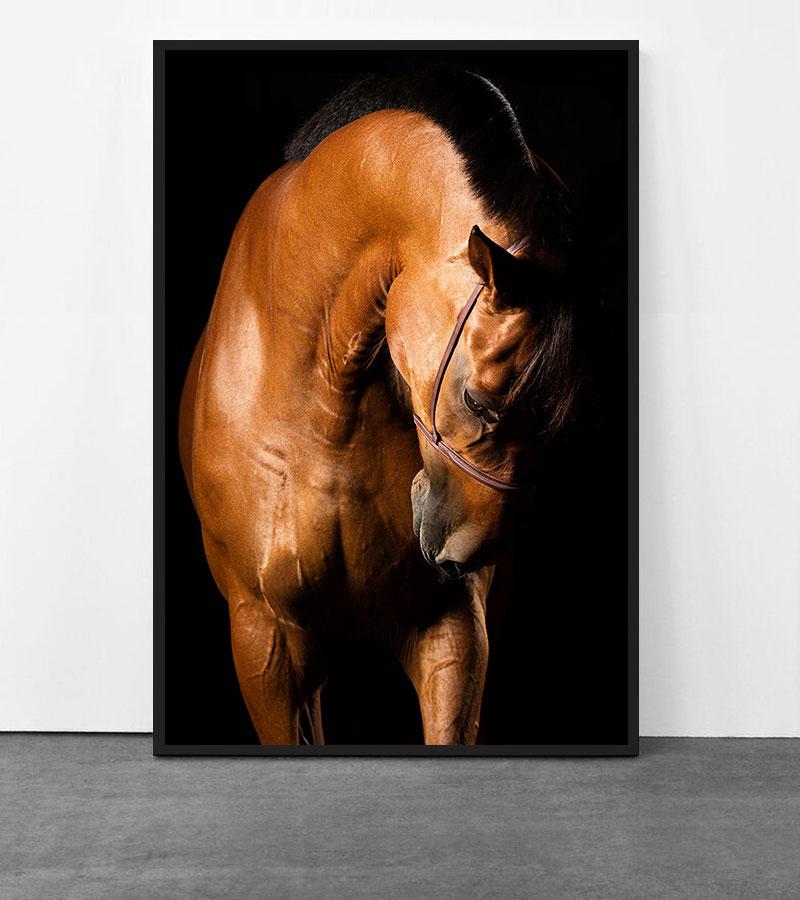 Utilita II, Wellington, United States, Horse Portrait, Equine Beauty - Contemporary Print by Raphael Macek