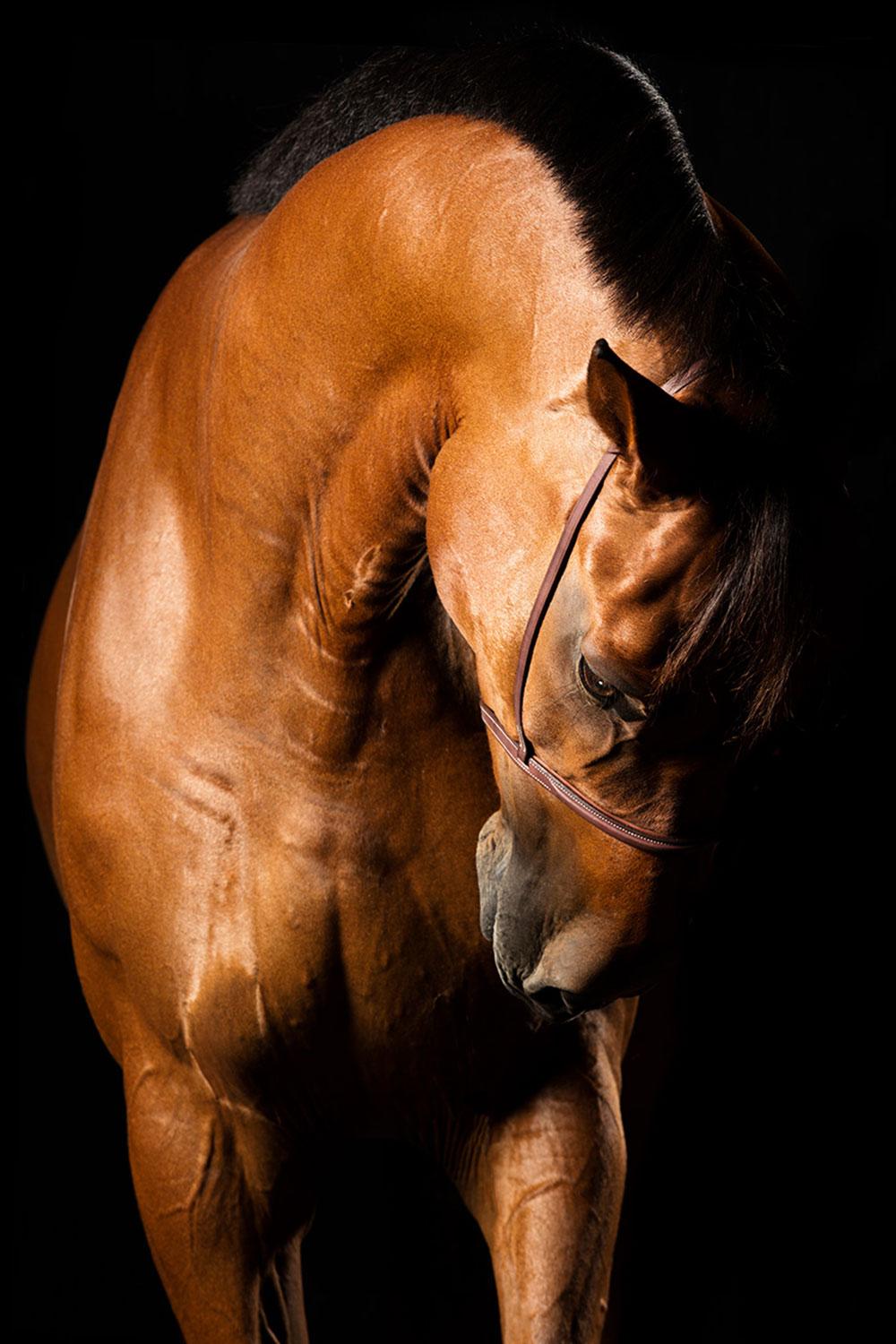 Raphael Macek Portrait Photograph – Utilita II, Wellington, Vereinigte Staaten, Pferdeporträt, Equine-Schönheit