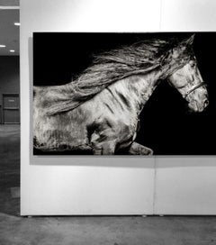 Ventus Netherlands, Horse Portrait, Equine Beauty