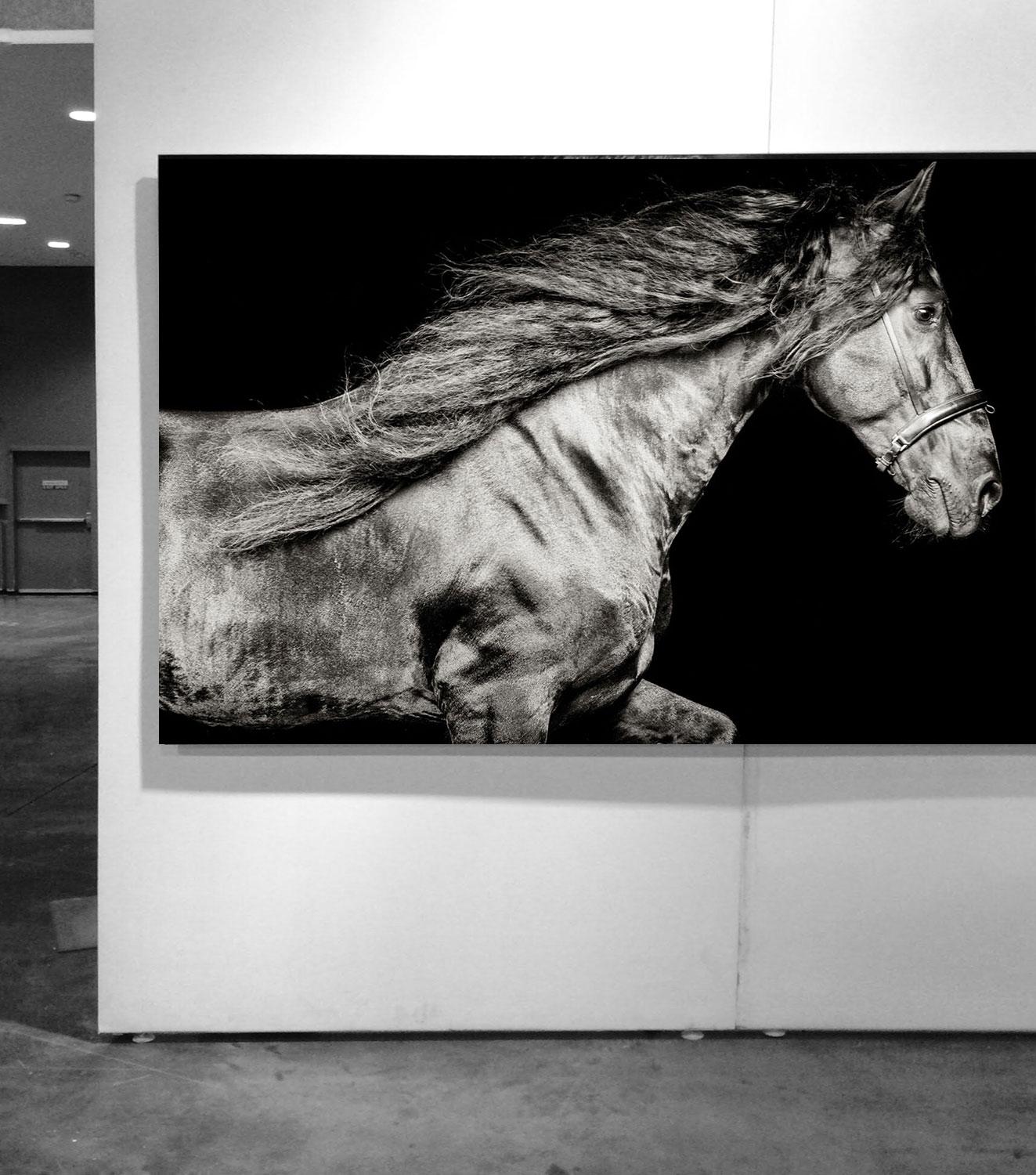 Ventus Netherlands, Horse Portrait, Equine Beauty - Photograph by Raphael Macek