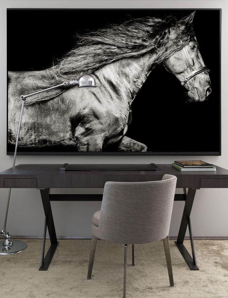 Ventus Netherlands, Horse Portrait, Equine Beauty - Contemporary Photograph by Raphael Macek