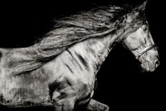 Ventus Netherlands, Horse Portrait, Equine Beauty