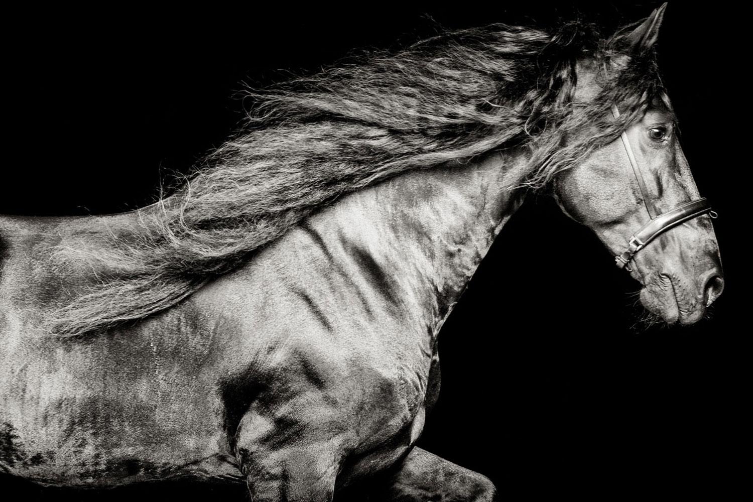 Raphael Macek Portrait Photograph – Ventus Netherlands, Horse Portrait, Equine Beauty