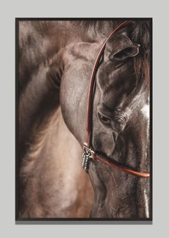 Volent 4, Retrato de caballo, Fotografía ecuestre