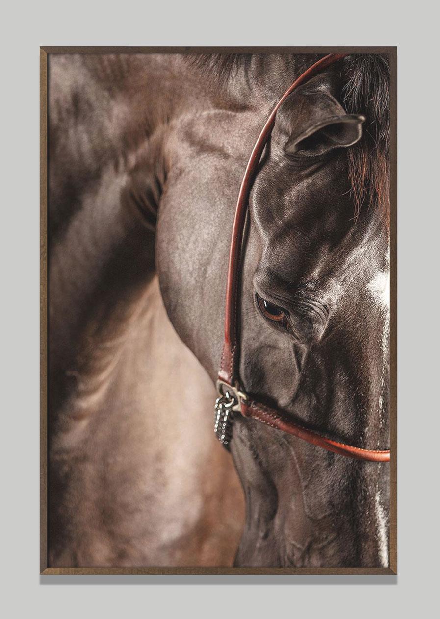 Volent IV (Horse Portrait, Afresco series) - Print by Raphael Macek