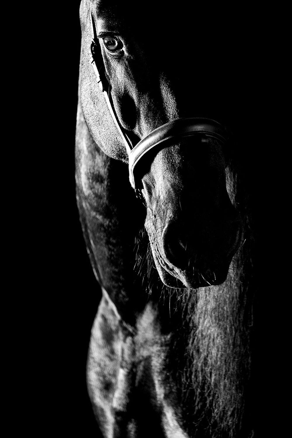 Raphael Macek Animal Print - Proprius, The Netherlands, Horse Portrait, Equine Beauty