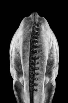 Raphael Macek - Afresco, Photographie 2019, Imprimée d'après