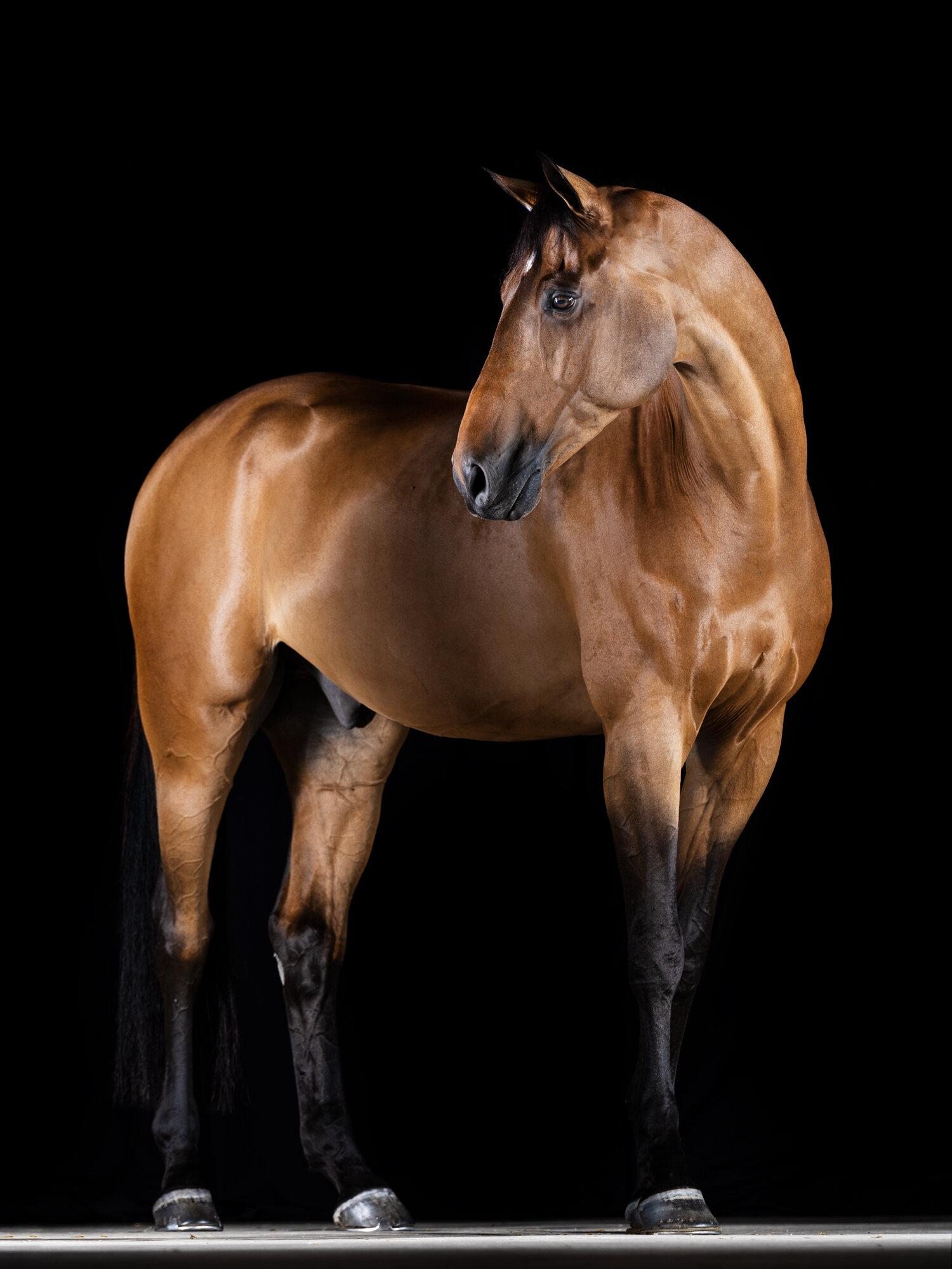 Archival Pigment Print Under Acrylic Glass
Edition of 15
All available sizes and editions:
 53" x 40", Edition of 15
 63" x 48", Edition of 15 
 73" x 55", Edition of 15
 80" x 60", Edition of 10 
 92" x 71", Edition of 10

"Horses stir passion,