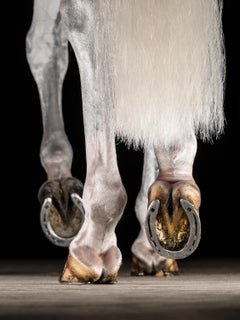 Raphael Macek - Beatus (96 po x 71 po), photographie