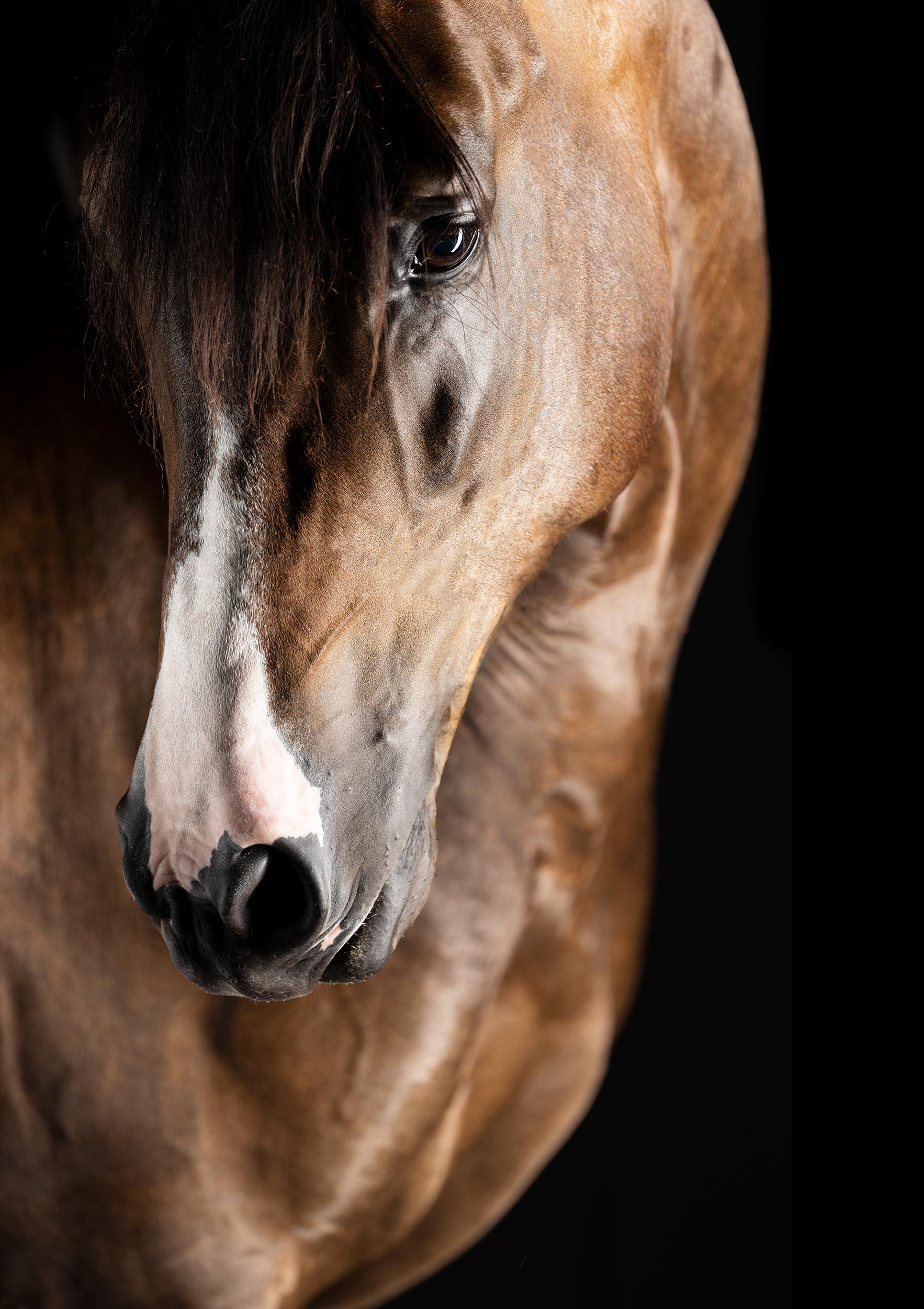 Archival Pigment Print Under Acrylic Glass

All available sizes and editions:
 40" x 60", Edition of 15
 47" x 71", Edition of 15 
 55" x 80", Edition of 15
 60" x 90", Edition of 10 
 71" x 96", Edition of 10


"Horses stir passion, inspire