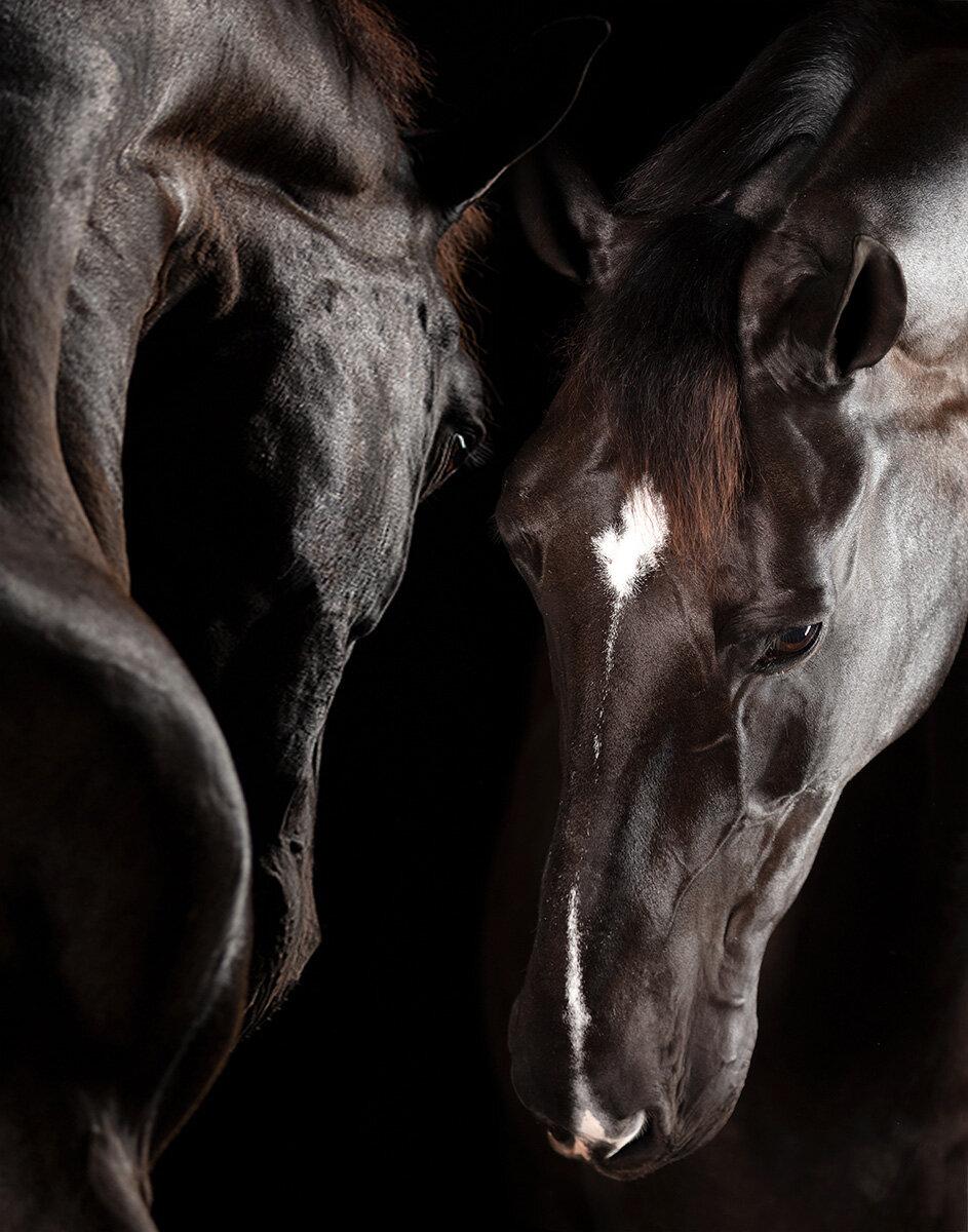 Archival Pigment Print Under Acrylic Glass
Edition of 15

All available sizes and editions:
 53" x 40", Edition of 15
 63" x 48", Edition of 15 
 73" x 55", Edition of 15
 80" x 60", Edition of 10 
 92" x 71", Edition of 10

"Horses stir passion,