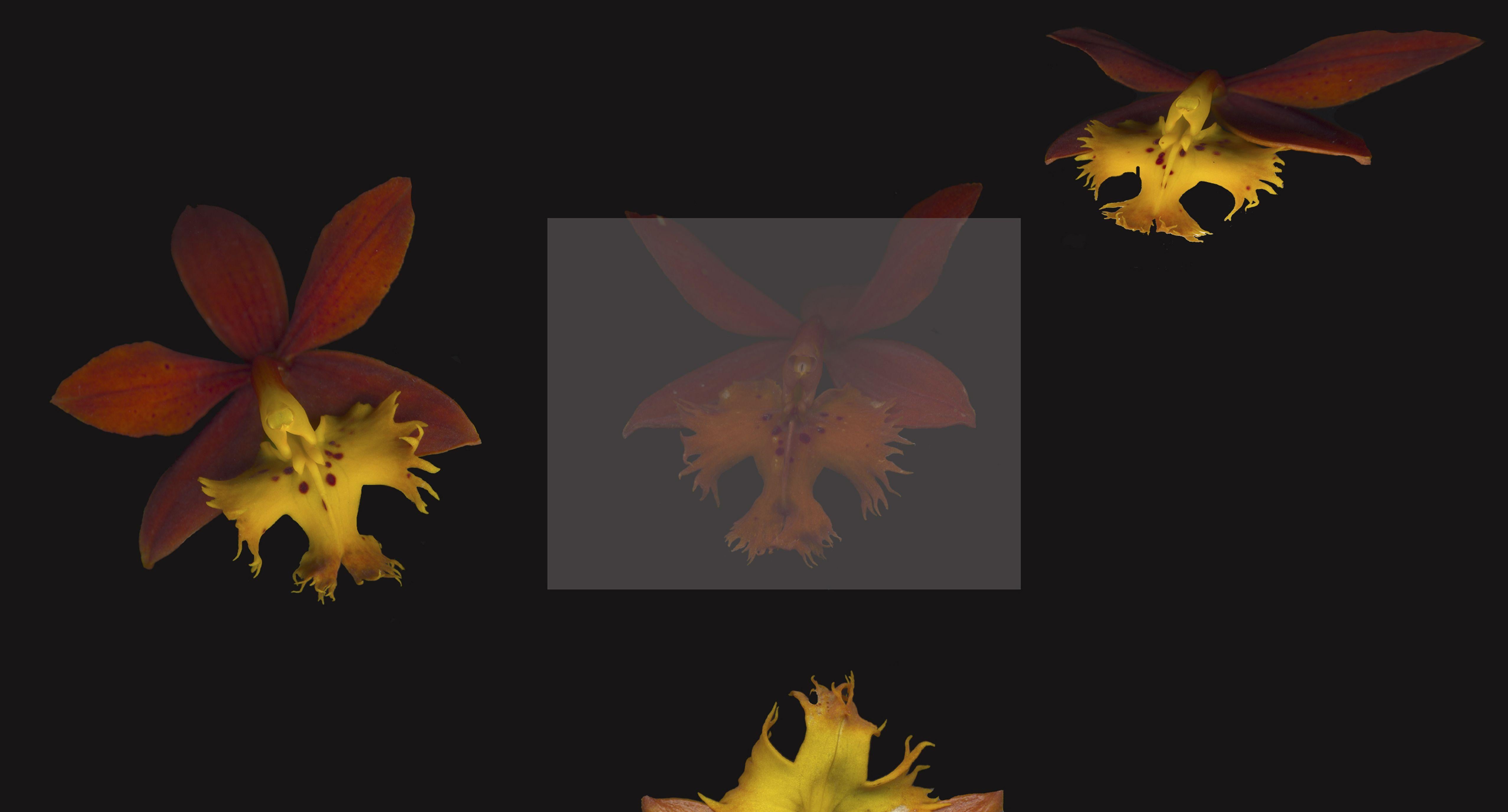 Raphael Sloane Color Photograph - "Epidendrum radicans", Photograph, Archival Ink Jet