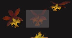 "Epidendrum radicans", Photograph, Archival Ink Jet