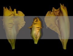 "Iris", Photograph, Archival Ink Jet