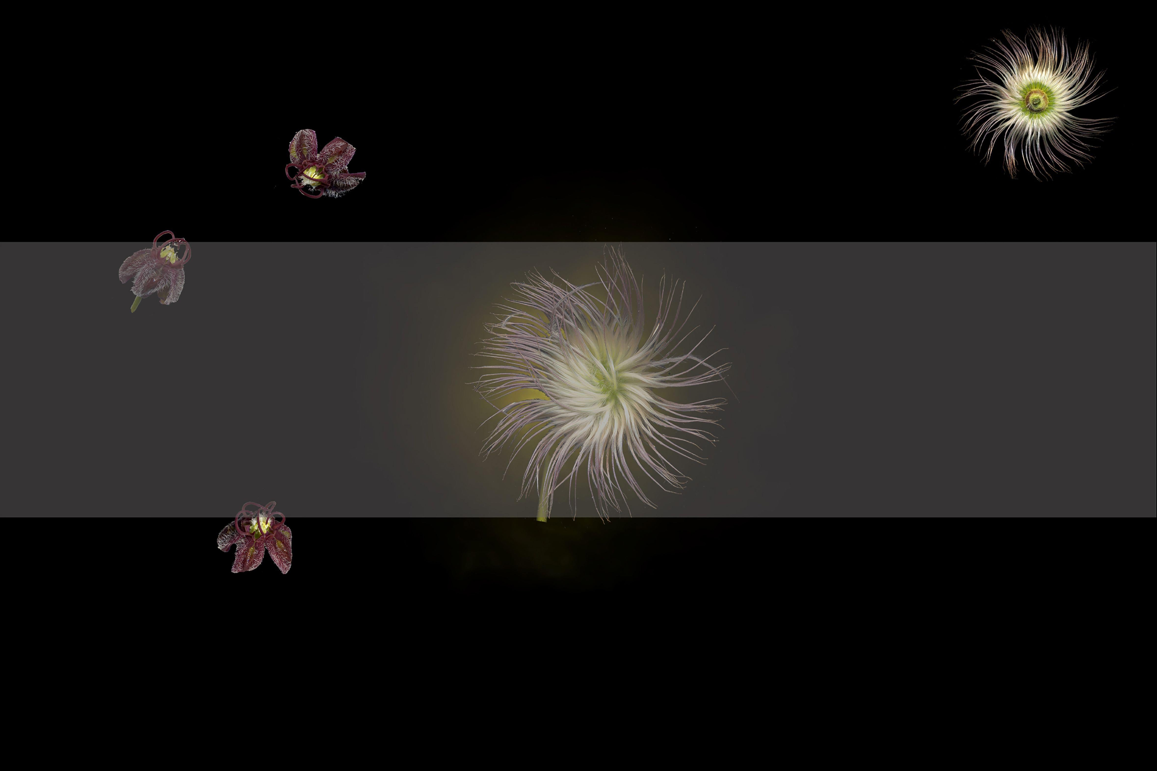 Raphael Sloane Color Photograph - Pulsatilla, Photograph, Archival Ink Jet